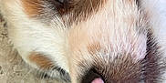 Alias a rejoint le concours — aidez-le/la à gagner de superbes lots ! dog, close_up, blue_eye, nose, fur, pet, animal, canine, whiskers, portrait, snout, laying_down, pink_spot, texture, face, domestic_animal, detail, muzzle, eye, outdoor