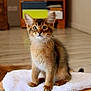 kitten, cat, feline, pet, animal, cute, fluffy, indoor, curious, sitting, whiskers, ears, fur, young, domestic, soft, blanket, wooden_floor, furniture, home