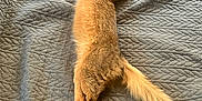 Ace participe au concours pour gagner de l'argent avec cette photo : cat, bed, blanket, quilt, feline, sleeping, resting, indoor, pet, tail, collar, fur, comfort, cozy, home, soft, light, texture, relaxation, animal