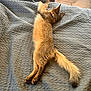 cat, bed, blanket, quilt, feline, sleeping, resting, indoor, pet, tail, collar, fur, comfort, cozy, home, soft, light, texture, relaxation, animal