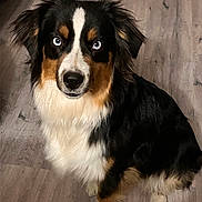 Unchain a rejoint le concours — aidez-le/la à gagner de superbes lots ! dog, blue_eyes, sitting, fur, black_fur, white_fur, brown_fur, indoor, wooden_floor, pet, canine, portrait, looking_at_camera, animal, ears, nose, paw, alert, companion, cute