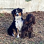 Unchain a rejoint le concours — aidez-le/la à gagner de superbes lots ! dog, animal, pets, outdoor, grass, brown, black, white, tri_color, curly_fur, ears, sitting, nature, companion, canine, portrait, two_animals, calm, wall, ground
