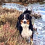 Unchain a rejoint le concours — aidez-le/la à gagner de superbes lots ! dog, animal, outdoor, grass, stream, water, nature, field, fur, tricolor, pet, canine, alert, wildlife, landscape, marsh, bushes, tail, eyes, standing