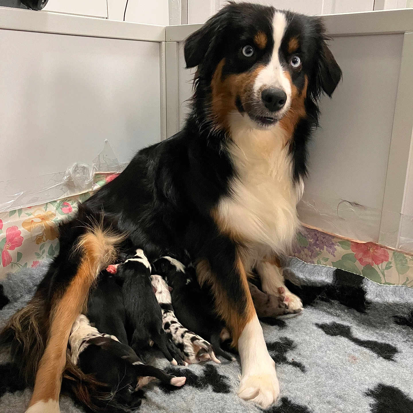 Unchain participe au concours pour gagner de l'argent avec cette photo : animal, black_and_white, blanket, blue_eyes, brown, comfort, cute, dog, domestic, family, fur, indoor, mammal, mother, newborn, nursing, pets, puppies, resting, whelping_box