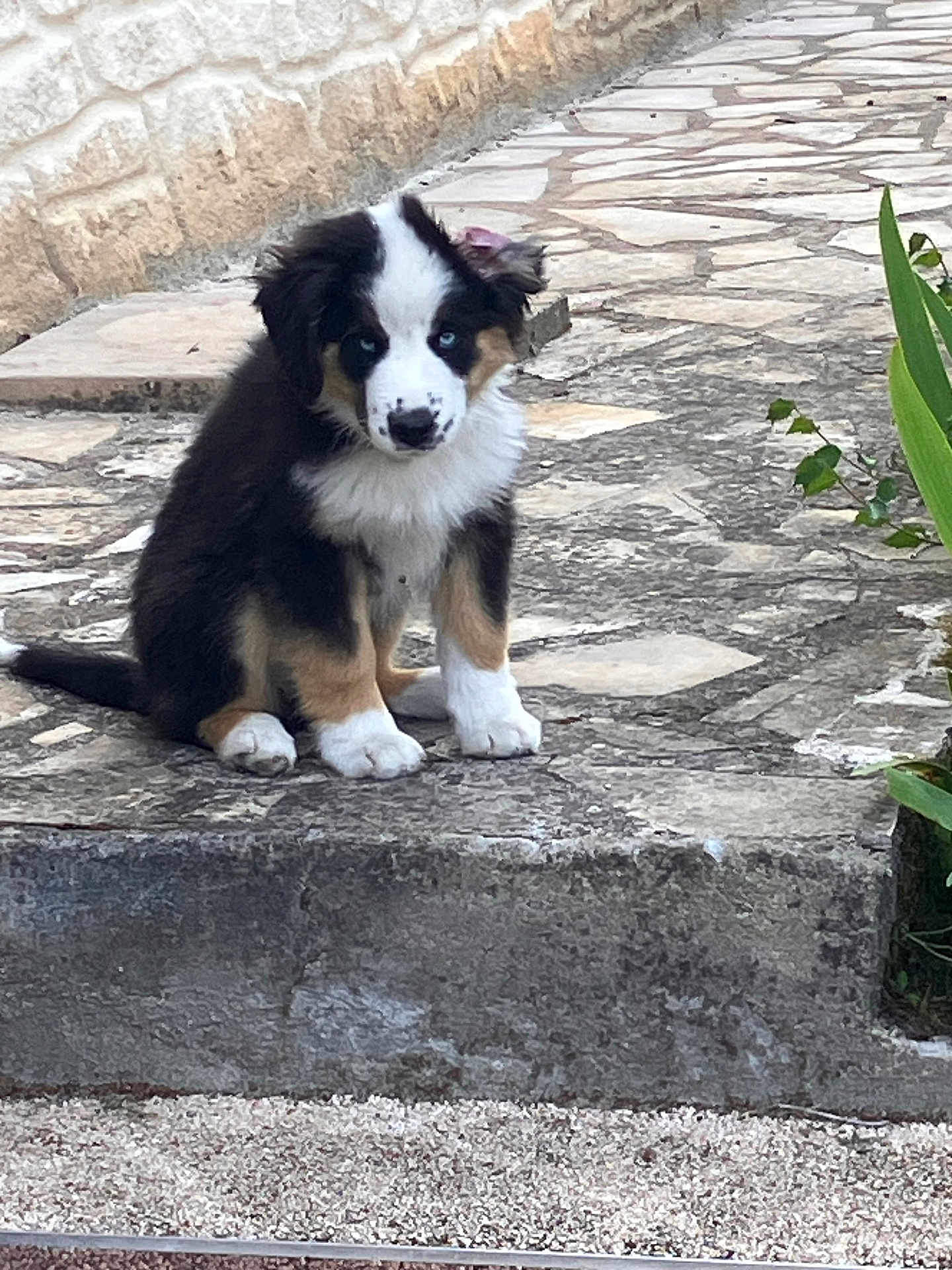 Arrow a rejoint le concours — aidez-le/la à gagner de superbes lots ! puppy, dog, tricolor, blue_eyes, sitting, outdoor, stone_pathway, fur, pet, animal, cute, young, nature, greenery, stone_wall, small, adorable, canine, portrait, fur_pattern
