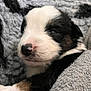 Arrow participe au concours pour gagner de l'argent avec cette photo : puppy, dog, close_up, sleepy, fur, black_and_white, cozy, blanket, cute, pet, animal, soft, snout, young, resting, portrait, indoors, tiny, comfort, warm