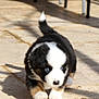 Arrow a rejoint le concours — aidez-le/la à gagner de superbes lots ! puppy, dog, black_and_white, blue_eyes, walking, outdoor, sunlight, shadow, stone_floor, young_animal, cute, fur, pet, small, animal, playful, adorable, canine, blurred, daylight