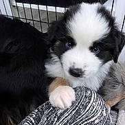 Arrow a rejoint le concours — aidez-le/la à gagner de superbes lots ! puppy, dog, blue_eyes, black_and_white, fur, paw, indoor, crate, playpen, curious, cute, pet, animal, soft, young, companionship, snuggle, patterned_fabric, closeup, adorable