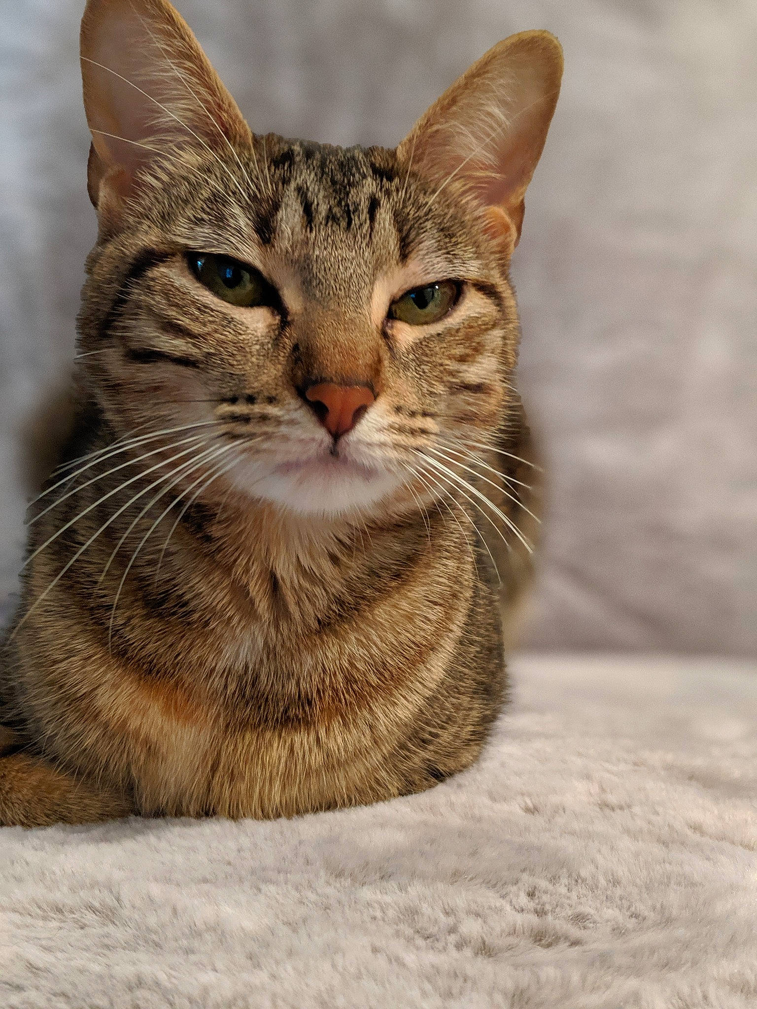 Luna is registered to the contest to win money with this photo: aegean_cat, arabian_mau, asian, australian_mist, carnivore, cat, chausie, domestic_short_haired_cat, dragon_li, egyptian_mau, european_shorthair, felidae, kitten, mammal, ocicat, small_to_medium_sized_cats, snout, tabby_cat, vertebrate, whiskers