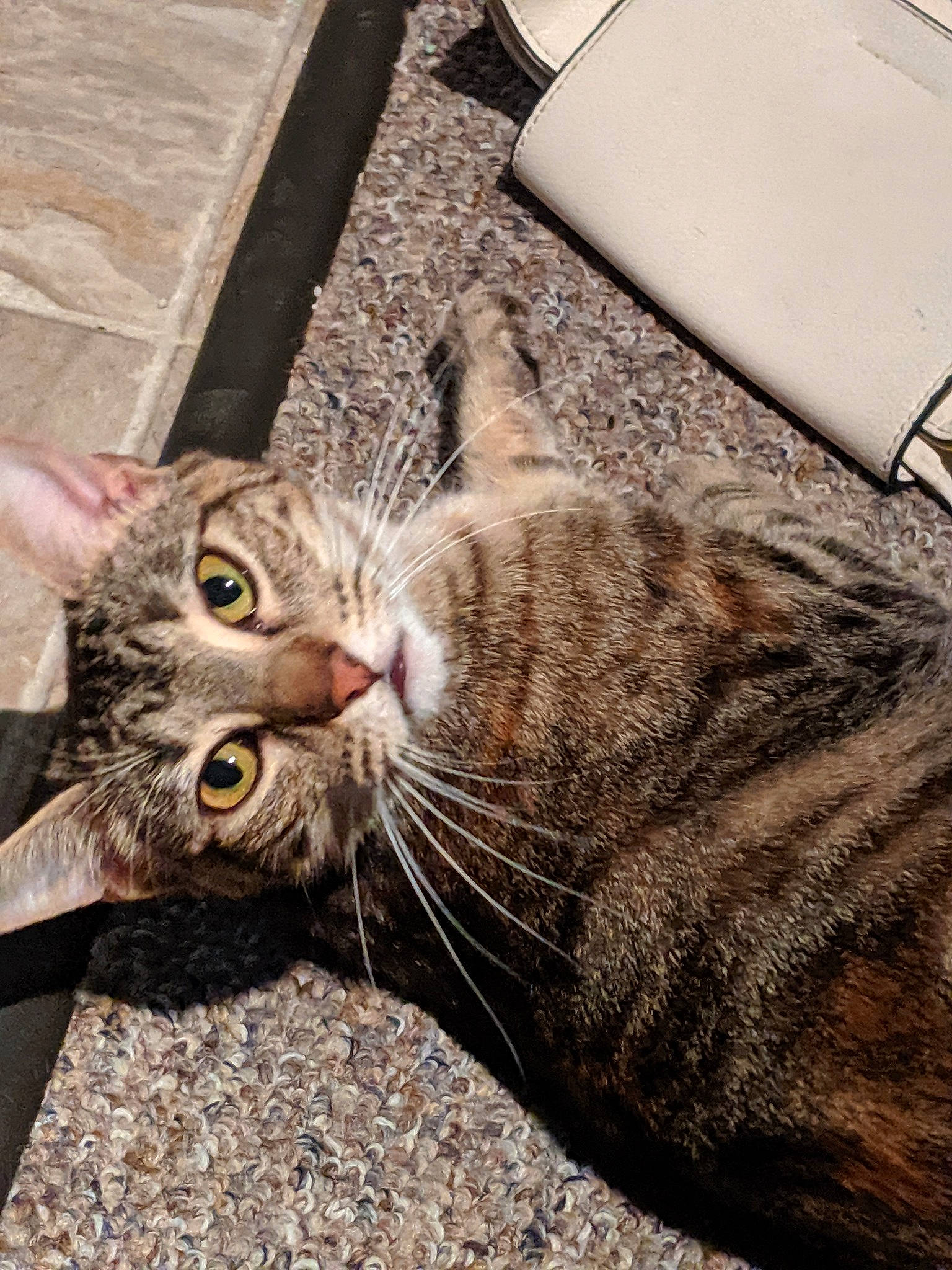 Luna joined the competition — help win amazing prizes! aegean_cat, american_shorthair, asian, california_spangled, carnivore, cat, domestic_short_haired_cat, dragon_li, egyptian_mau, european_shorthair, felidae, fur, mammal, ocicat, pixie_bob, small_to_medium_sized_cats, snout, tabby_cat, whiskers, wild_cat