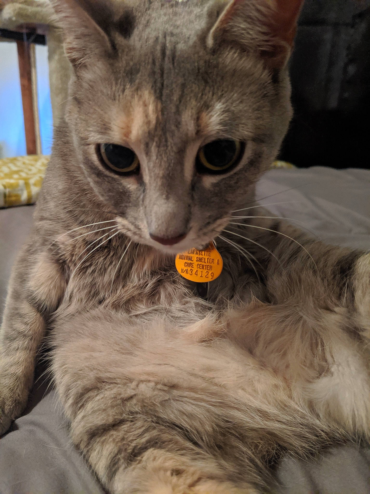Felicity joined the competition — help win amazing prizes! asian, australian_mist, carnivore, cat, domestic_long_haired_cat, domestic_short_haired_cat, ear, european_shorthair, fawn, felidae, german_rex, kitten, mammal, nebelung, oriental_longhair, small_to_medium_sized_cats, snout, tabby_cat, whiskers