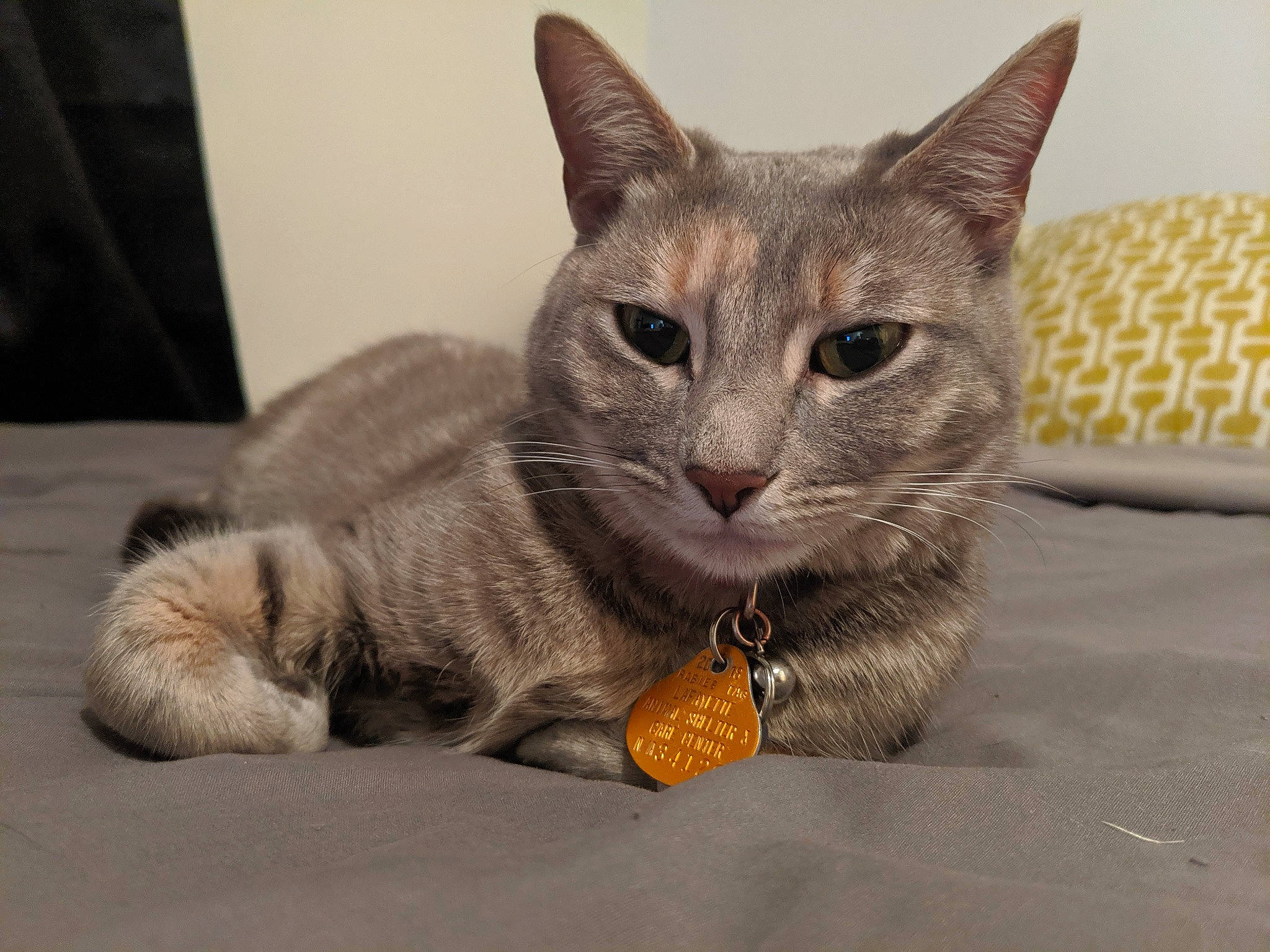 Felicity joined the competition — help win amazing prizes! aegean_cat, american_shorthair, asian, australian_mist, california_spangled, carnivore, cat, domestic_short_haired_cat, dragon_li, egyptian_mau, european_shorthair, eye, felidae, kitten, mammal, small_to_medium_sized_cats, snout, tabby_cat, vertebrate, whiskers