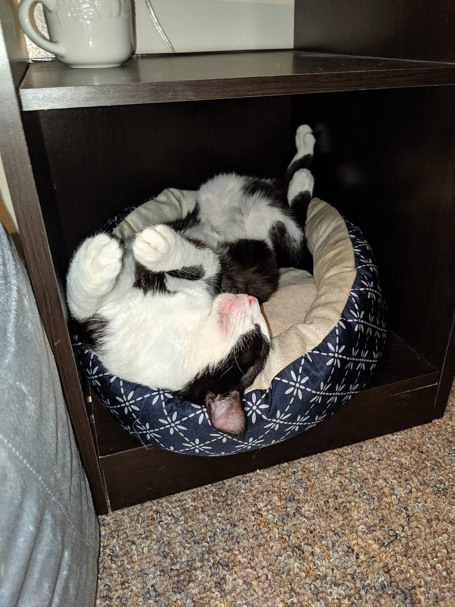 Apollo joined the competition — help win amazing prizes! canidae, carnivore, cat, cat_bed, dog, felidae, kitten, puppy, shih_tzu, small_to_medium_sized_cats, tibetan_terrier