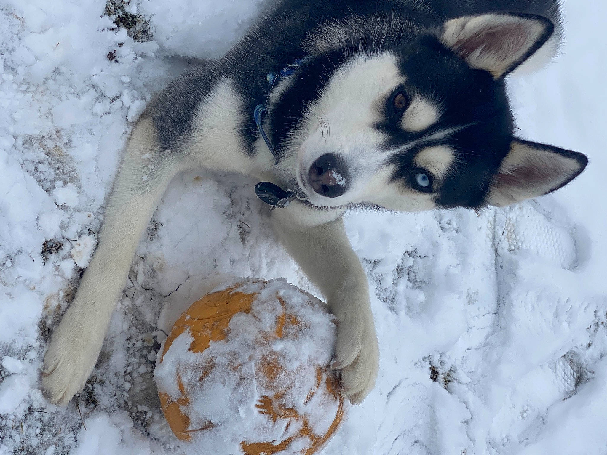 Grim is registered to the contest to win money with this photo: alaskan_klee_kai, canidae, canis, carnivore, claw, dog, dog_breed, eyelash, freezing, fur, head, paw, sled_dog, snout, snow, tail, terrestrial_animal, wildlife, winter, wolf