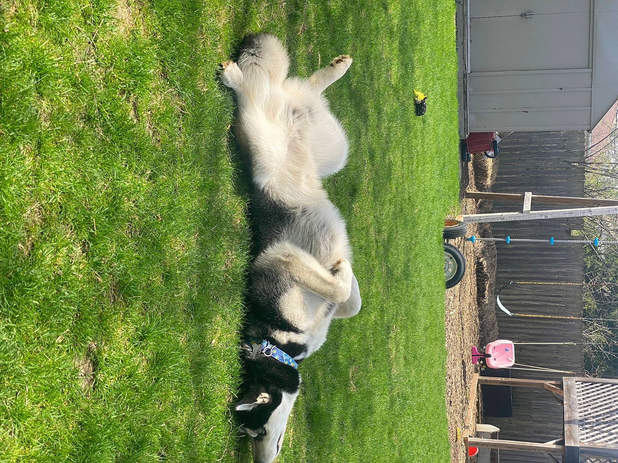 Grim joined the competition — help win amazing prizes! art, backyard, building, canidae, facade, fur, garden, grass, house, plant, sculpture, shrub, sporting_group, tail, tree, trunk, wildlife, window, wood, yard