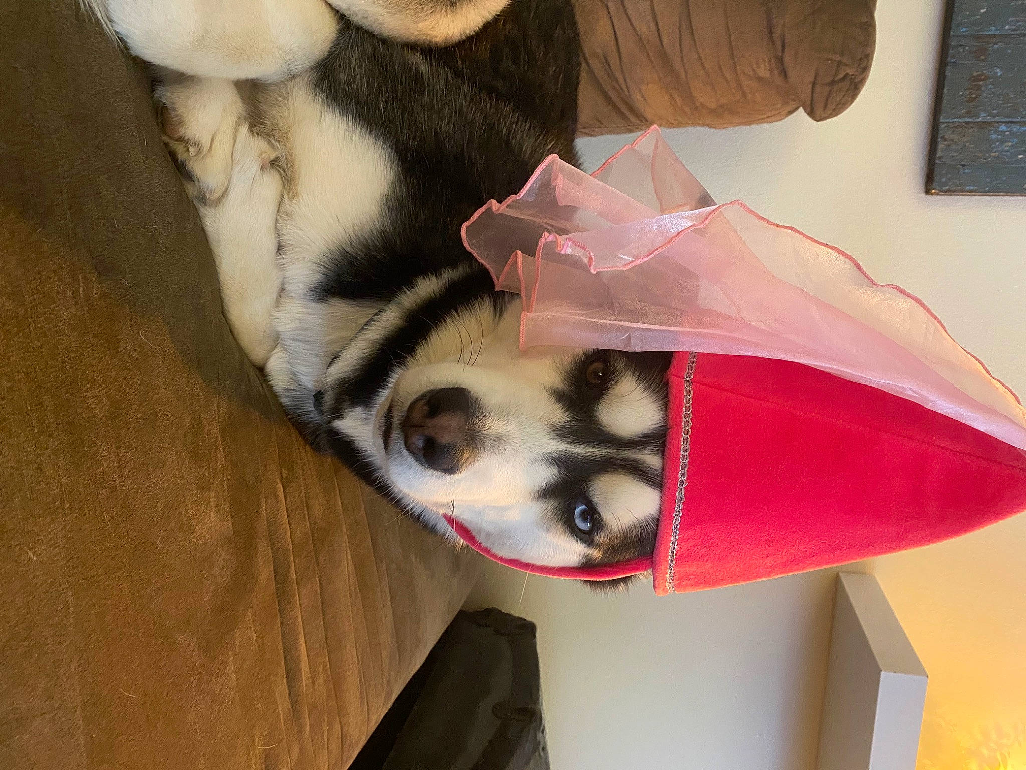 Grim joined the competition — help win amazing prizes! carmine, companion_dog, dog, elbow, flesh, foot, fur, human_leg, paw, tattoo, temporary_tattoo, thigh, triangle, whiskers, wing, wood