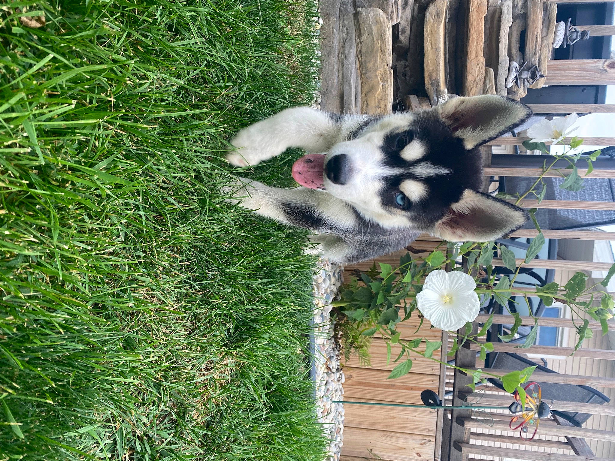 Grim joined the competition — help win amazing prizes! grass, groundcover, plant, tail, terrestrial_animal, tree