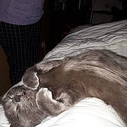 Poly a rejoint le concours — aidez-le/la à gagner de superbes lots ! animal, baby, bed, bedroom, blanket, cat, clothing, couch, furniture, homedecor, indoors, jeans, kitten, linen, manx, pants, person, pet, room, wood