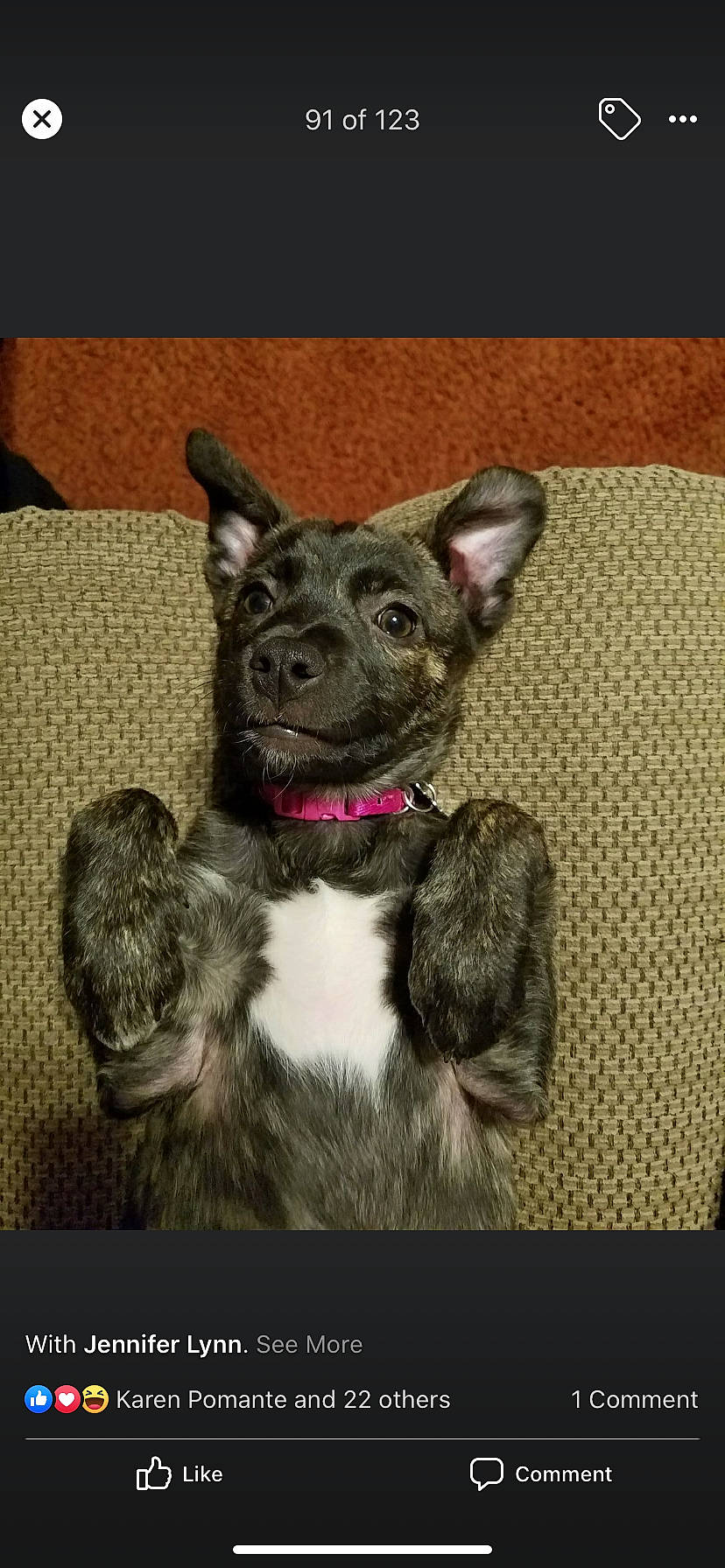 Amber is registered to the contest to win money with this photo: canidae, carnivore, dog, dog_breed, dog_collar, ear, french_bulldog, fur, mammal, non_sporting_group, paw, puppy, snout, sporting_group, vertebrate, whiskers