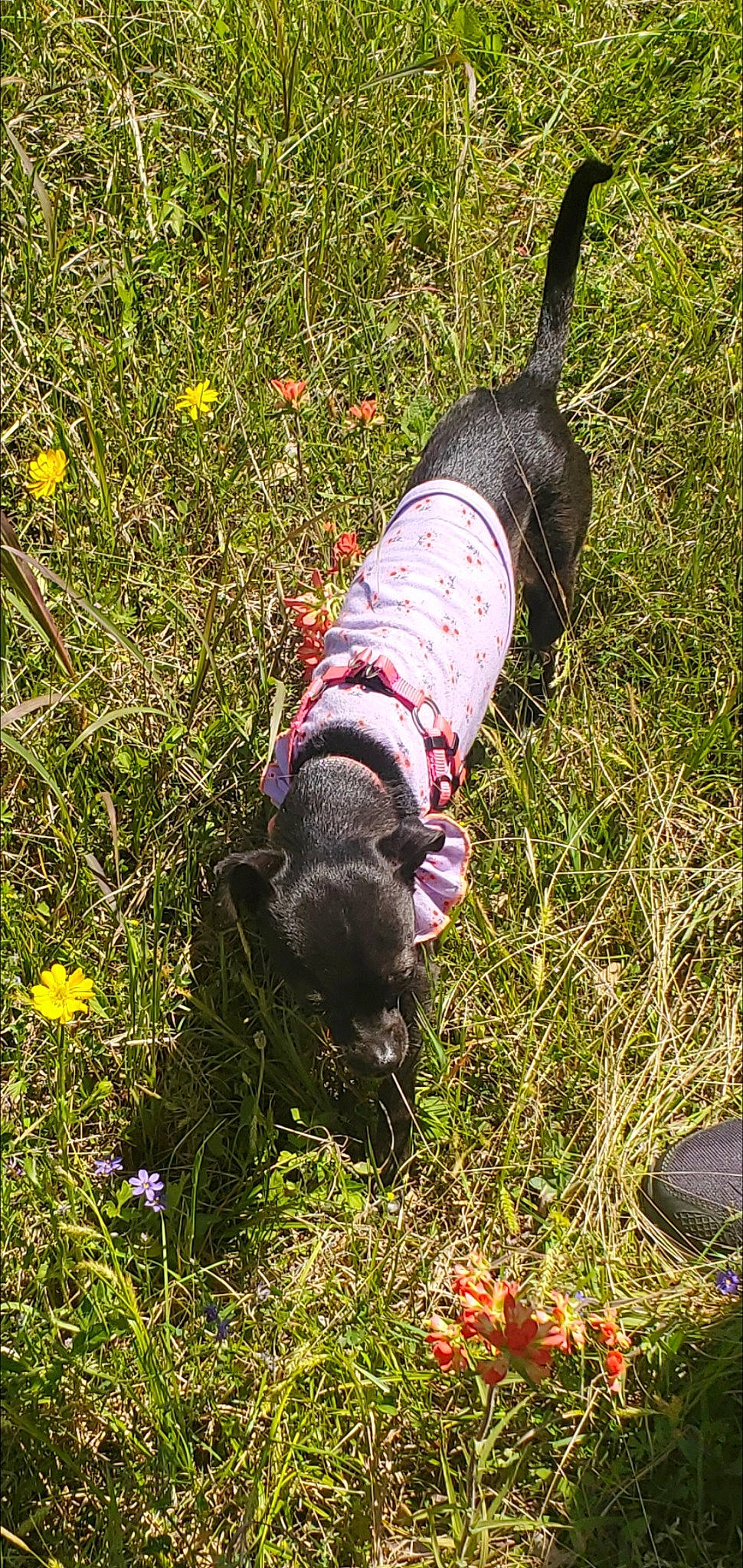 Luna is registered to the contest to win money with this photo: canidae, carnivore, companion_dog, dog, dog_breed, fashion_accessory, flower, grass, grass_family, grassland, groundcover, herbaceous_plant, leash, magenta, non_sporting_group, plant, soil, sporting_group, tail, terrestrial_animal