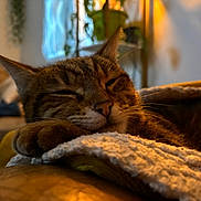 Emy a rejoint le concours — aidez-le/la à gagner de superbes lots ! cat, tabby_cat, sleeping, closeup, blanket, cozy, indoor, pet, feline, resting, warm_light, home, comfort, fur, whiskers, relaxed, paw, soft_texture, houseplant, couch