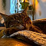 cat, tabby_cat, sleeping, closeup, blanket, cozy, indoor, pet, feline, resting, warm_light, home, comfort, fur, whiskers, relaxed, paw, soft_texture, houseplant, couch