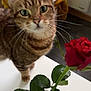 Emy participe au concours pour gagner de l'argent avec cette photo : cat, tabby, rose, flower, vase, plant, leaf, table, indoor, pet, curious, closeup, feline, green_eyes, whiskers, yellow_blanket, radiator, floor, brown, cozy