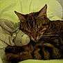 Emy participe au concours pour gagner de l'argent avec cette photo : cat, tabby_cat, sleeping, plush_toy, bunny_toy, cozy, cushion, indoor, pet, fur, whiskers, relaxation, cute, animal, nap, soft_toy, paws, close_up, resting, adorable