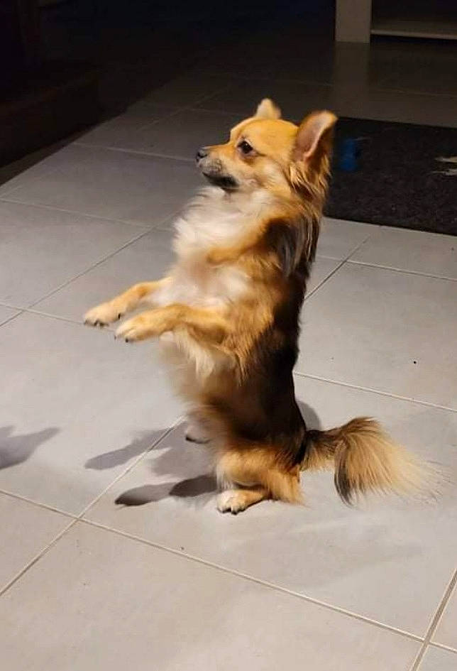 Bob a rejoint le concours — aidez-le/la à gagner de superbes lots ! carnivore, collie, companion_dog, dog, dog_breed, dog_supply, fawn, floor, flooring, fur, german_spitz, german_spitz_klein, herding_dog, pomeranian, scotch_collie, spitz, sporting_group, tail, toy_dog, whiskers