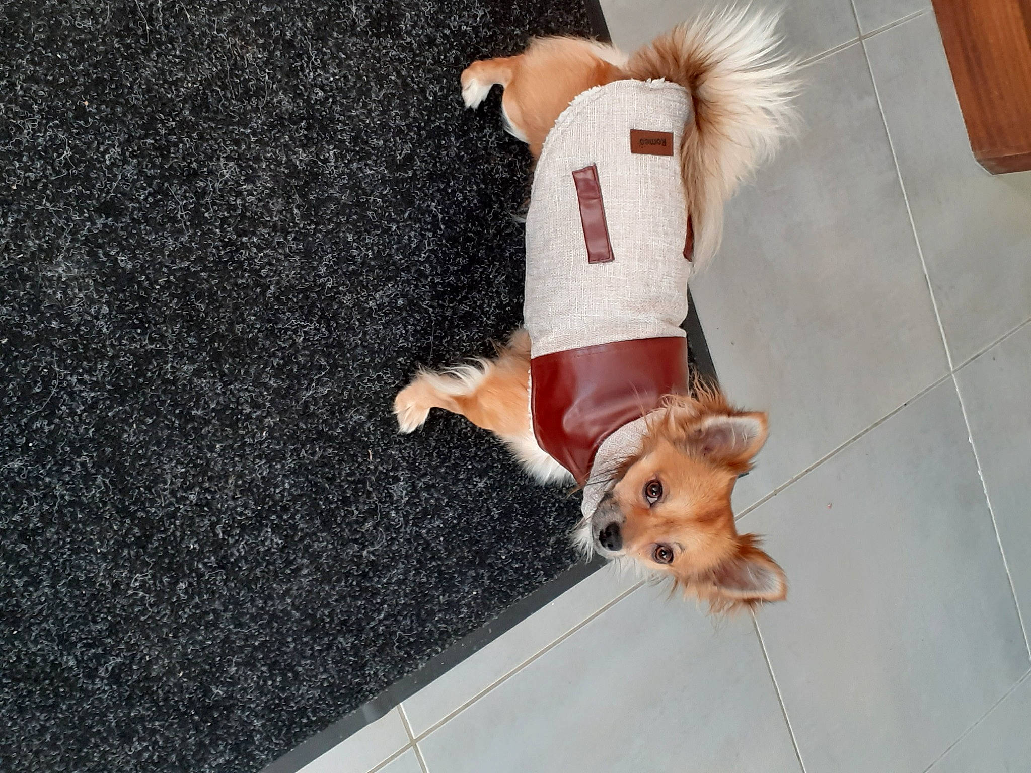 Bob a rejoint le concours — aidez-le/la à gagner de superbes lots ! canidae, carnivore, companion_dog, dog, dog_breed, dog_clothes, dog_supply, fawn, floor, flooring, german_spitz, pomeranian, snout, spitz, sporting_group, stuffed_toy, tail, toy, toy_dog, working_animal