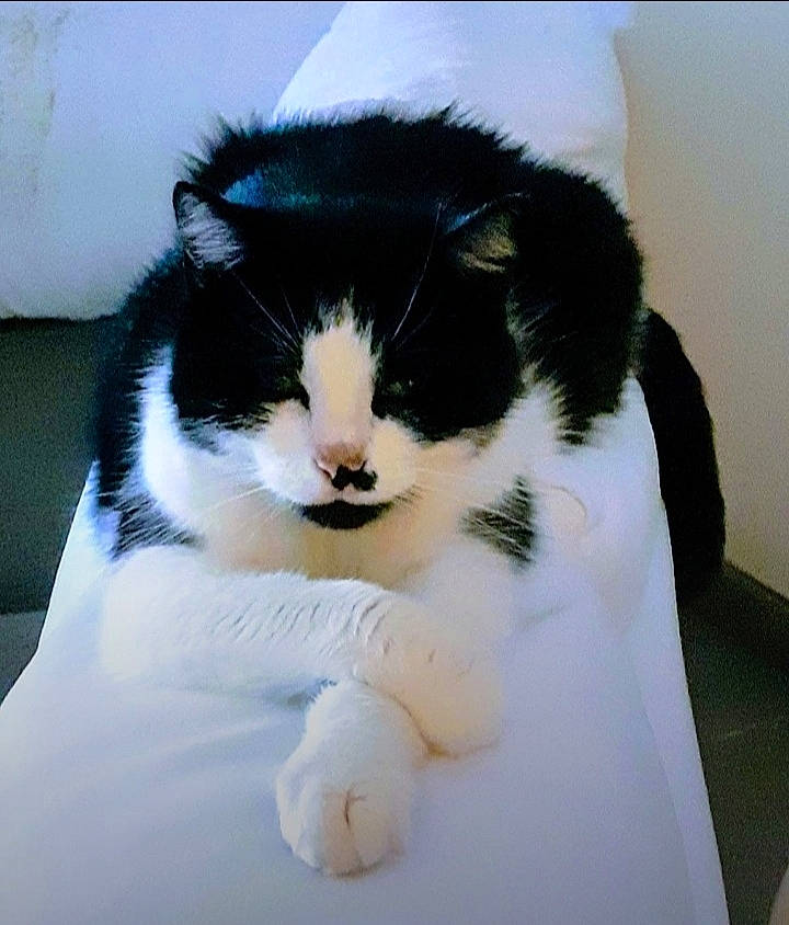 Nala a rejoint le concours — aidez-le/la à gagner de superbes lots ! carnivore, cat, cat_supply, comfort, domestic_short_haired_cat, eye, felidae, fur, mammal, paw, room, sitting, small_to_medium_sized_cats, snout, tail, whiskers