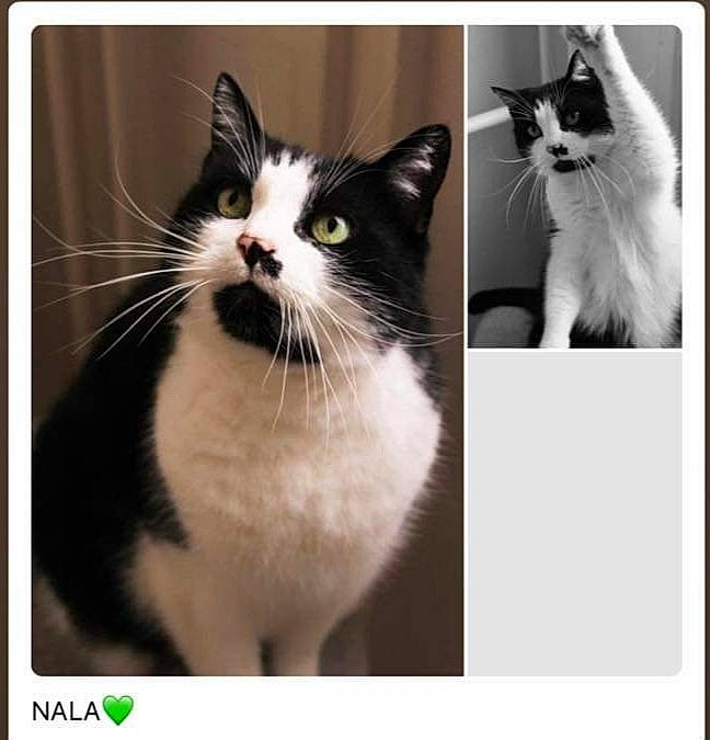 Nala participe au concours pour gagner de l'argent avec cette photo : carnivore, cat, electronic_device, eyebrow, felidae, green, mammal, monochrome, monochrome_photography, nature, organism, photograph, product, small_to_medium_sized_cats, technology, text, vertebrate, whiskers, white, yellow