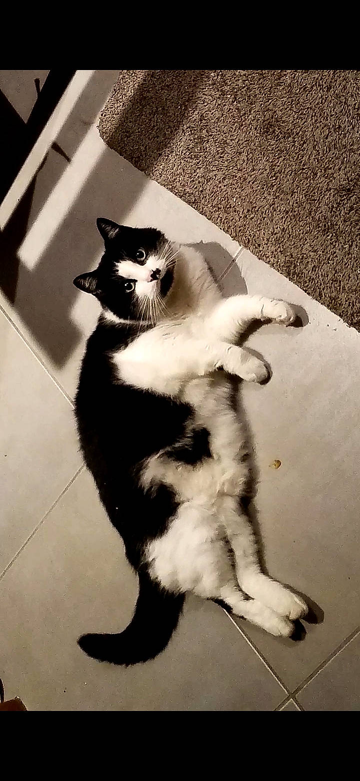 Nala a rejoint le concours — aidez-le/la à gagner de superbes lots ! carnivore, cat, domestic_short_haired_cat, felidae, foot, fur, paw, small_to_medium_sized_cats, snout, tail, terrestrial_animal, vertebrate, whiskers