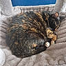 Xéna participe au concours pour gagner de l'argent avec cette photo : animal, blanket, blue_background, calico_cat, cat, cozy, curled_up, ears, fluffy, fur, gray, indoor, nap, paws, pet, plush, portrait, relaxed, sleeping, whiskers