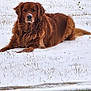 animal, brown, canine, cold, dog, field, fluffy, fur, golden_retriever, grass, laying, lying_down, muzzle, nature, outdoor, pet, portrait, relaxing, snow, winter