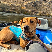 Sawyer is registered to the contest to win money with this photo: dog, river, raft, outdoor, water, nature, fishing_rod, harness, animal, pet, relaxing, scenery, brown_dog, adventure, leash, fishing, calm, landscape, wildlife, travel