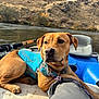 dog, river, raft, outdoor, water, nature, fishing_rod, harness, animal, pet, relaxing, scenery, brown_dog, adventure, leash, fishing, calm, landscape, wildlife, travel
