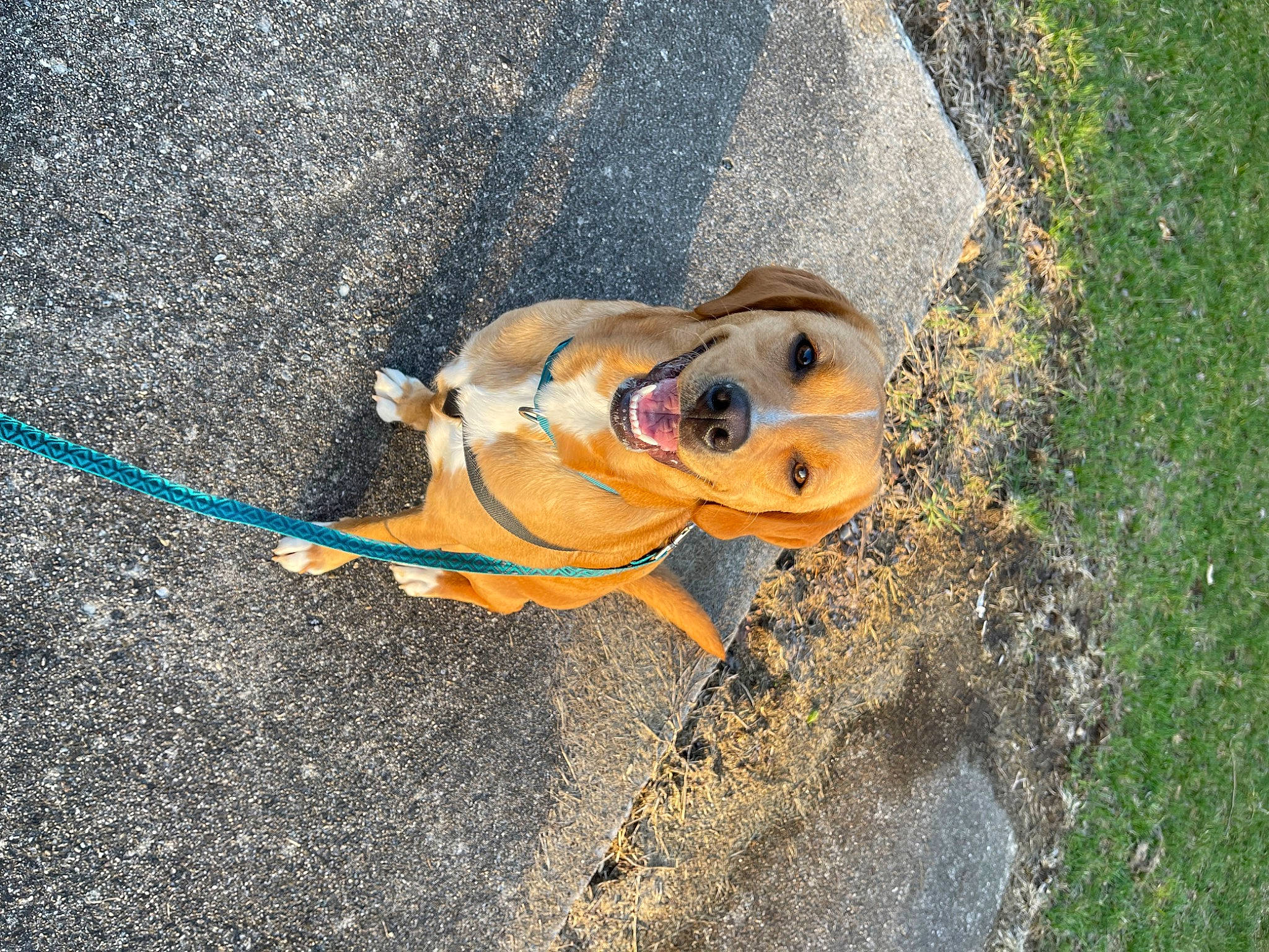 Marlow is registered to the contest to win money with this photo: asphalt, canidae, carnivore, companion_dog, concrete, dog, dog_breed, eyewear, fashion_accessory, fawn, grass, hat, leash, personal_protective_equipment, road_surface, sidewalk, snout, soil, sporting_group, sunglasses