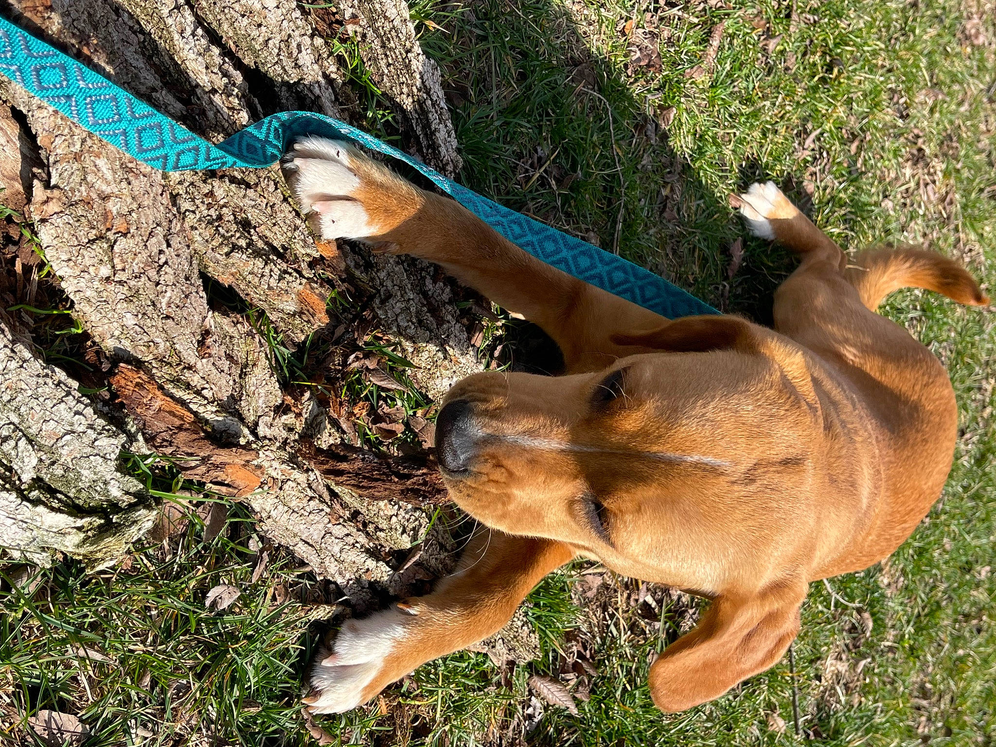 Marlow joined the competition — help win amazing prizes! antelope, canidae, carnivore, companion_dog, dog, dog_breed, fawn, felidae, grass, paw, plant, snout, soil, sporting_group, tail, terrestrial_animal, trunk, wildlife, wood, working_animal