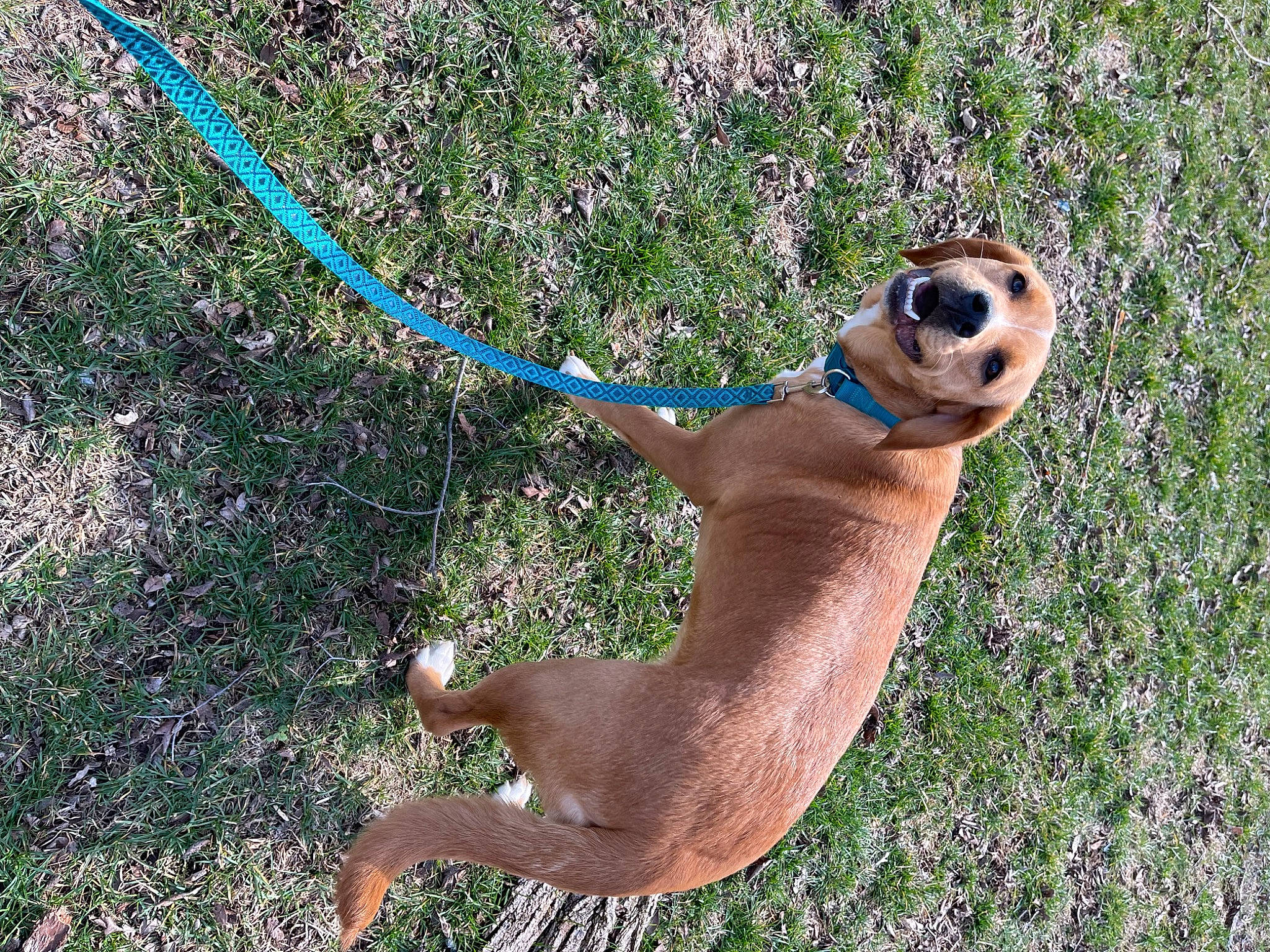 Marlow is registered to the contest to win money with this photo: canidae, carnivore, collar, companion_dog, dog, dog_breed, electric_blue, eyewear, fashion_accessory, fawn, grass, grassland, happy, people_in_nature, plant, snout, sporting_group, sunglasses, tail, terrestrial_animal