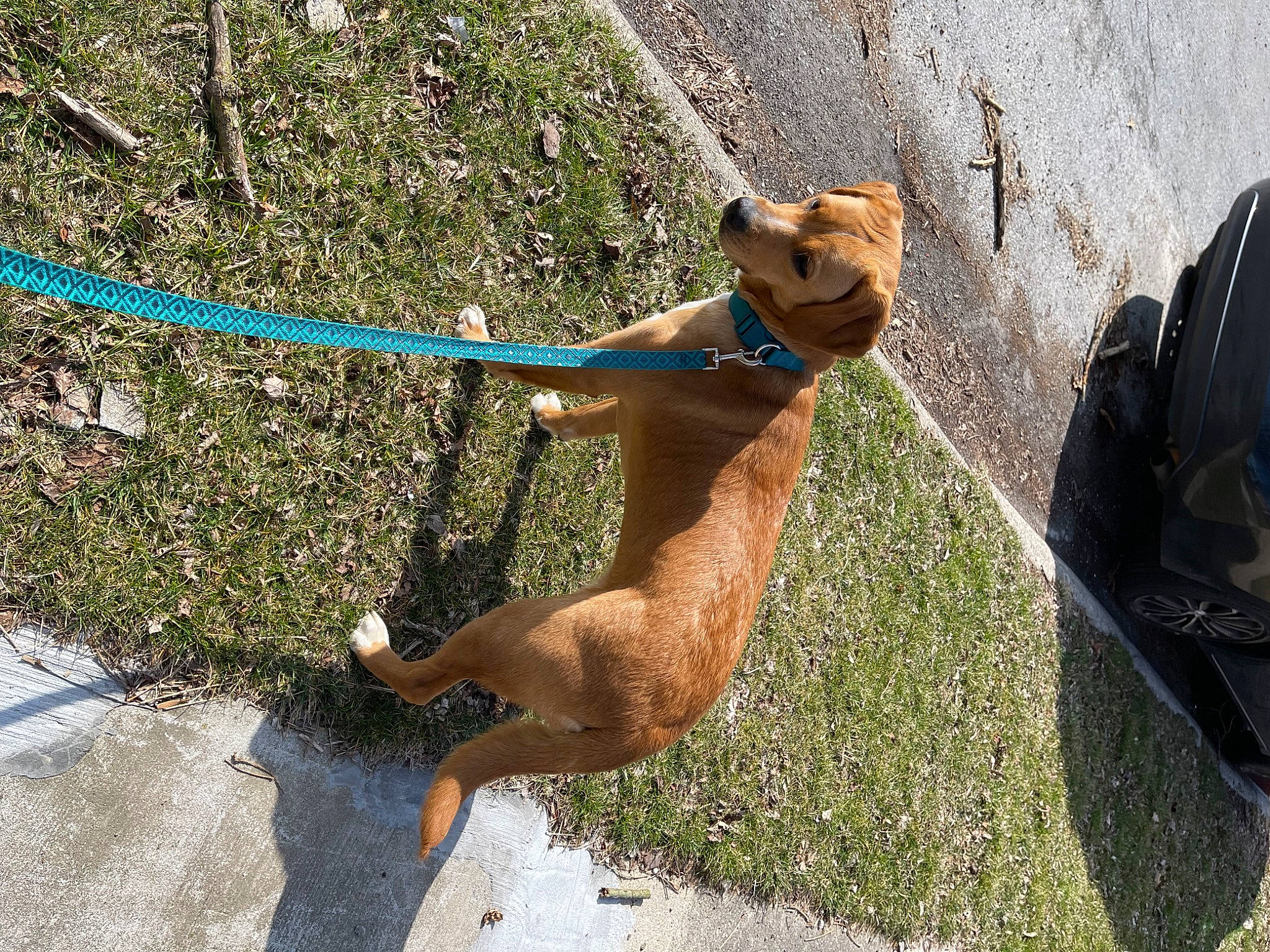 Marlow is registered to the contest to win money with this photo: backpack, bag, carnivore, collar, companion_dog, dog, dog_breed, dog_collar, dog_supply, fawn, grass, leash, luggage_and_bags, non_sporting_group, pet_supply, plant, shadow, sporting_group, tail, working_animal