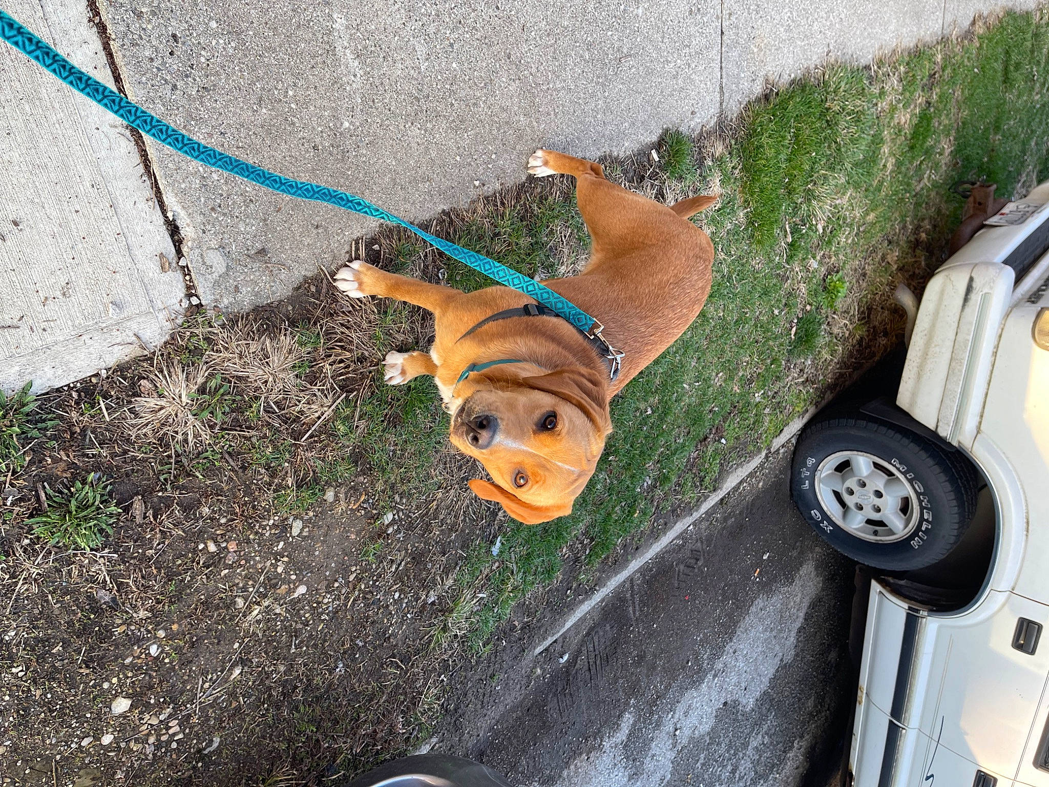 Marlow is registered to the contest to win money with this photo: asphalt, automotive_lighting, automotive_tire, car, carnivore, dog, dog_breed, fawn, fender, grass, hood, motor_vehicle, plant, road_surface, tire, tread, vehicle, vehicle_door, wheel, wood