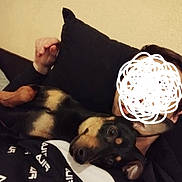 Guizmo participe au concours pour gagner de l'argent avec cette photo : dog, person, indoor, couch, pillow, black_dog, tan_dog, pet, relaxed, lying_down, casual, human_hand, face_obscured, resting, companion, close_up, furniture, home, canine, domestic_animal