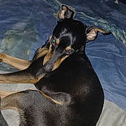 Guizmo participe au concours pour gagner de l'argent avec cette photo : animal, bed, black, blanket, canine, curious, dog, ears, flash, fur, harry_potter, indoor, looking_back, lying_down, pet, pillow, resting, small_dog, tail, tan