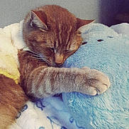 Garfeild joined the competition — help win amazing prizes! animal, blanket, blue_plush, cat, cozy, cute, domestic, feline, ginger_cat, hugging, indoor, nap, paw, pet, plush_toy, relaxation, resting, sleeping, snuggling, soft_texture