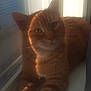 animal, cat, closeup, cozy, curtain, domestic_animal, ears, feline, fur, home, indoor, orange_tabby, pet, relaxed, shadow, sleepy, sunlight, whiskers, window, windowsill