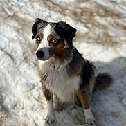 Beauty a rejoint le concours — aidez-le/la à gagner de superbes lots ! dog, australian_shepherd, snow, outdoor, animal, pet, fur, heterochromia, blue_eye, brown_eye, sitting, canine, winter, nature, portrait, fluffy, alert, cute, companion, sunlight