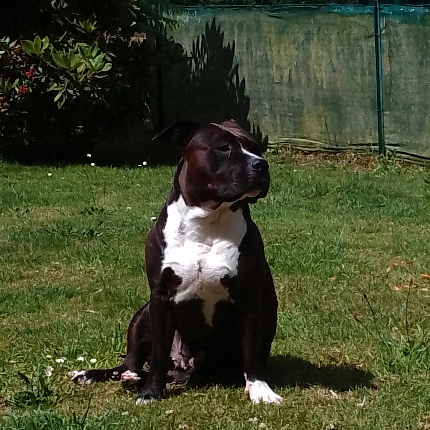 Rhyna participe au concours pour gagner de l'argent avec cette photo : animal, backyard, boxer, bulldog, canine, dog, grass, greatdane, hound, labradorretriever, lawn, nature, outdoors, pet, pitbull, plant, pointer, puppy, tree, yard