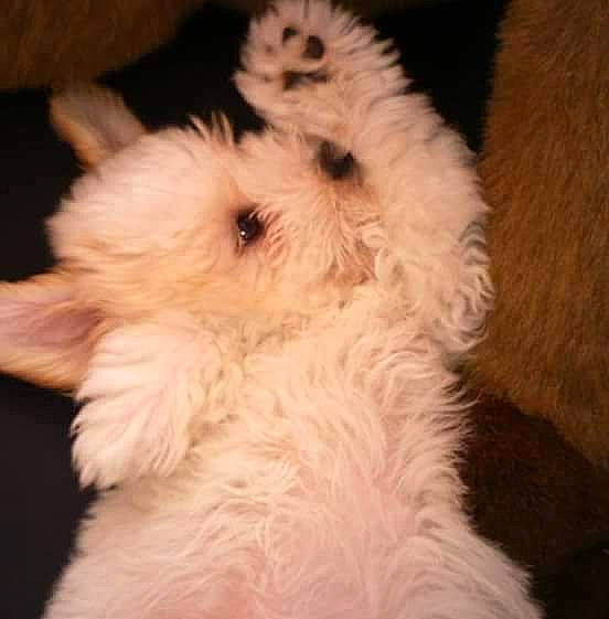 Joy a rejoint le concours — aidez-le/la à gagner de superbes lots ! canidae, carnivore, companion_dog, dog, dog_breed, fur, maltepoo, non_sporting_group, paw, poodle, sporting_group, tail, terrestrial_animal, toy_dog, whiskers, working_animal