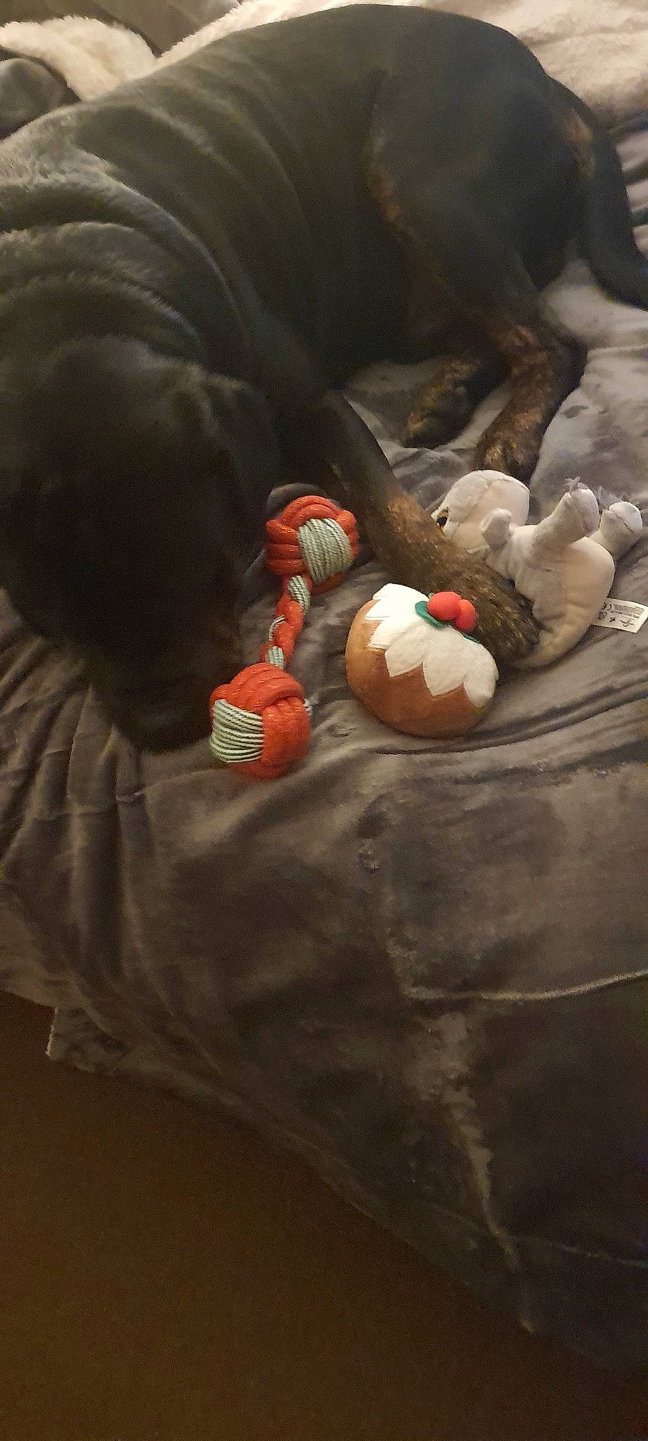 Rambo is registered to the contest to win money with this photo: adventure, art, ball, carmine, comfort, darkness, personal_protective_equipment, recreation, rock, sitting, still_life, still_life_photography, toy, tree, wood, wrinkle